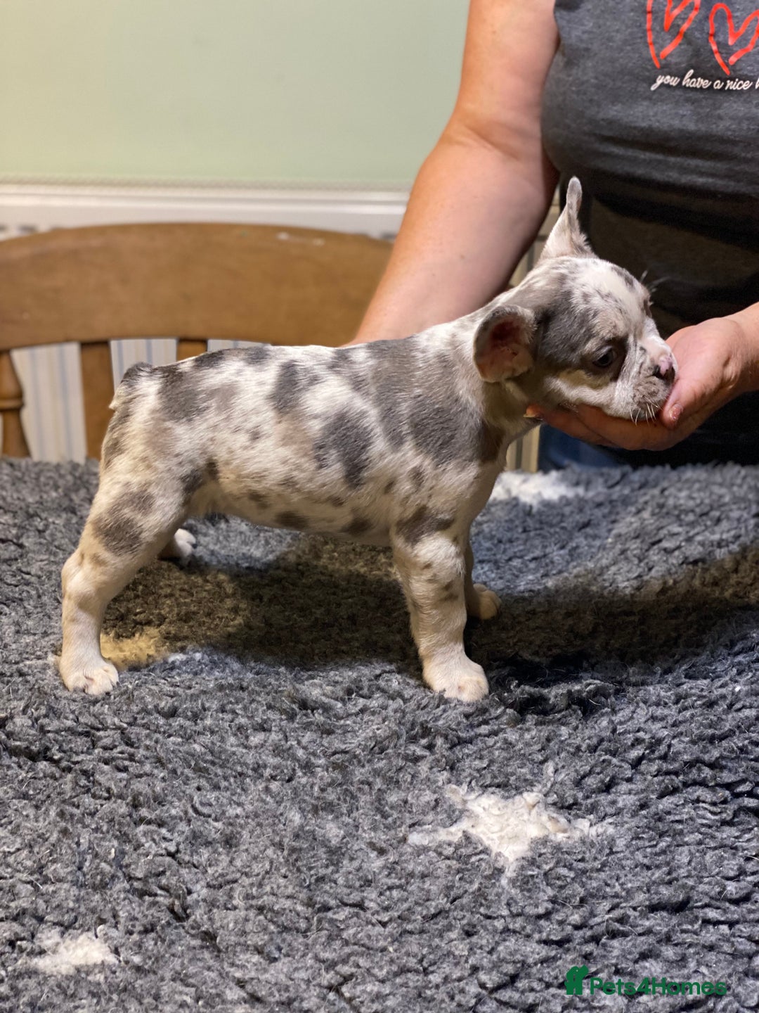 French Bulldog dogs for sale: Stunning healthy French bull dog puppies  - Image 1
