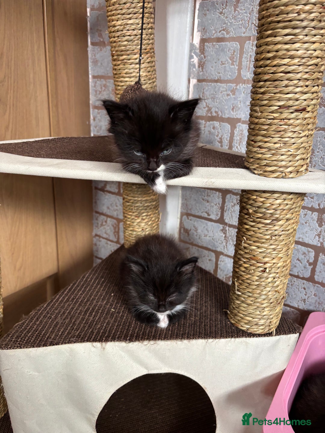 Mixed Breed cats for sale: Two beautiful Bombay/ Mainecoon kittens  - Image 4
