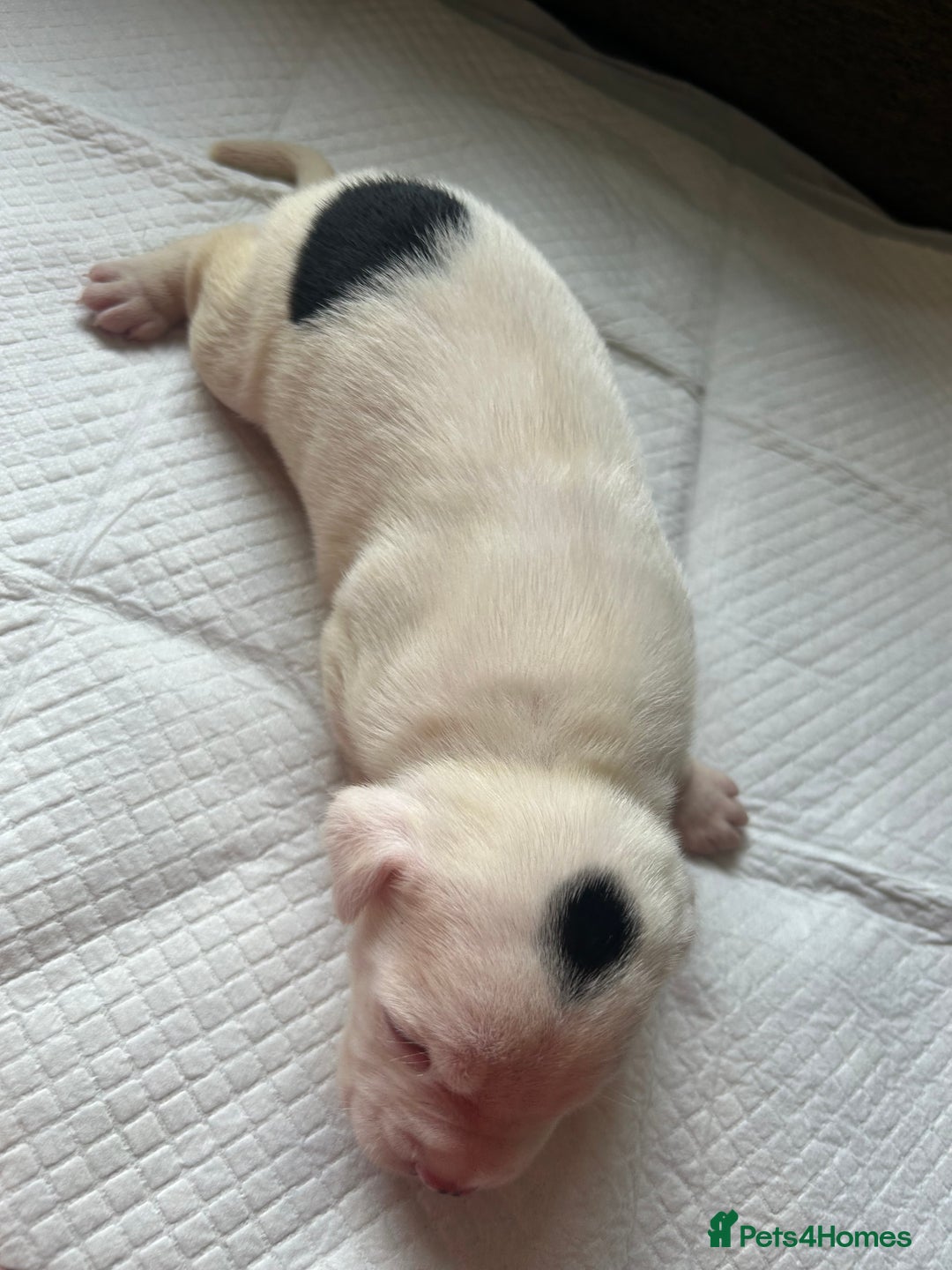 Mixed Breed dogs for sale: 🐾 11 Adorable Puppies From an Accidental Litter - Advert 12