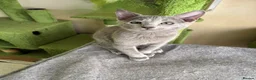 Russian Blue cats for sale: TICA 5* Pedigree Russian blue kittens - Advert 14