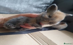 Lionhead rabbits for sale: Baby bunny's mixed lionhead /northern dwaf - Image 21