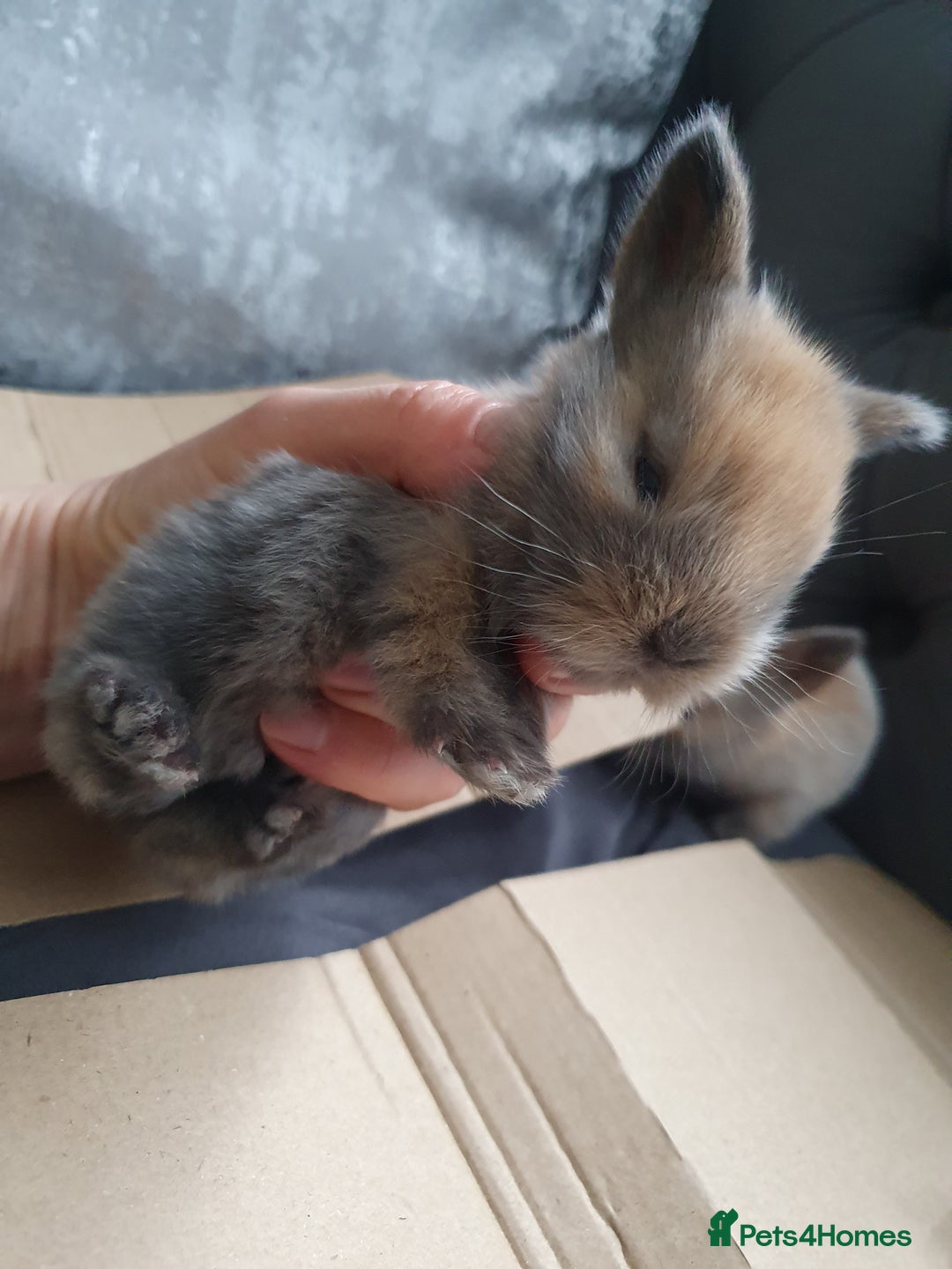 Lionhead rabbits for sale: Baby bunny's mixed lionhead /northern dwaf - Image 21