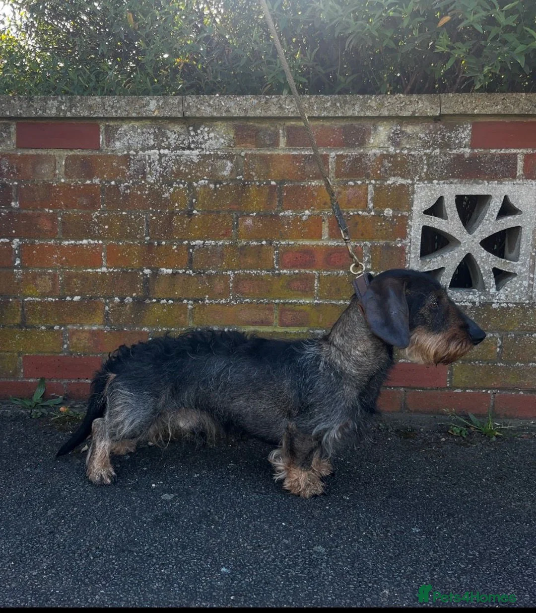 Dachshund dogs for sale: Beautiful wired haired sausage dogs  in Penrith - Advert 2