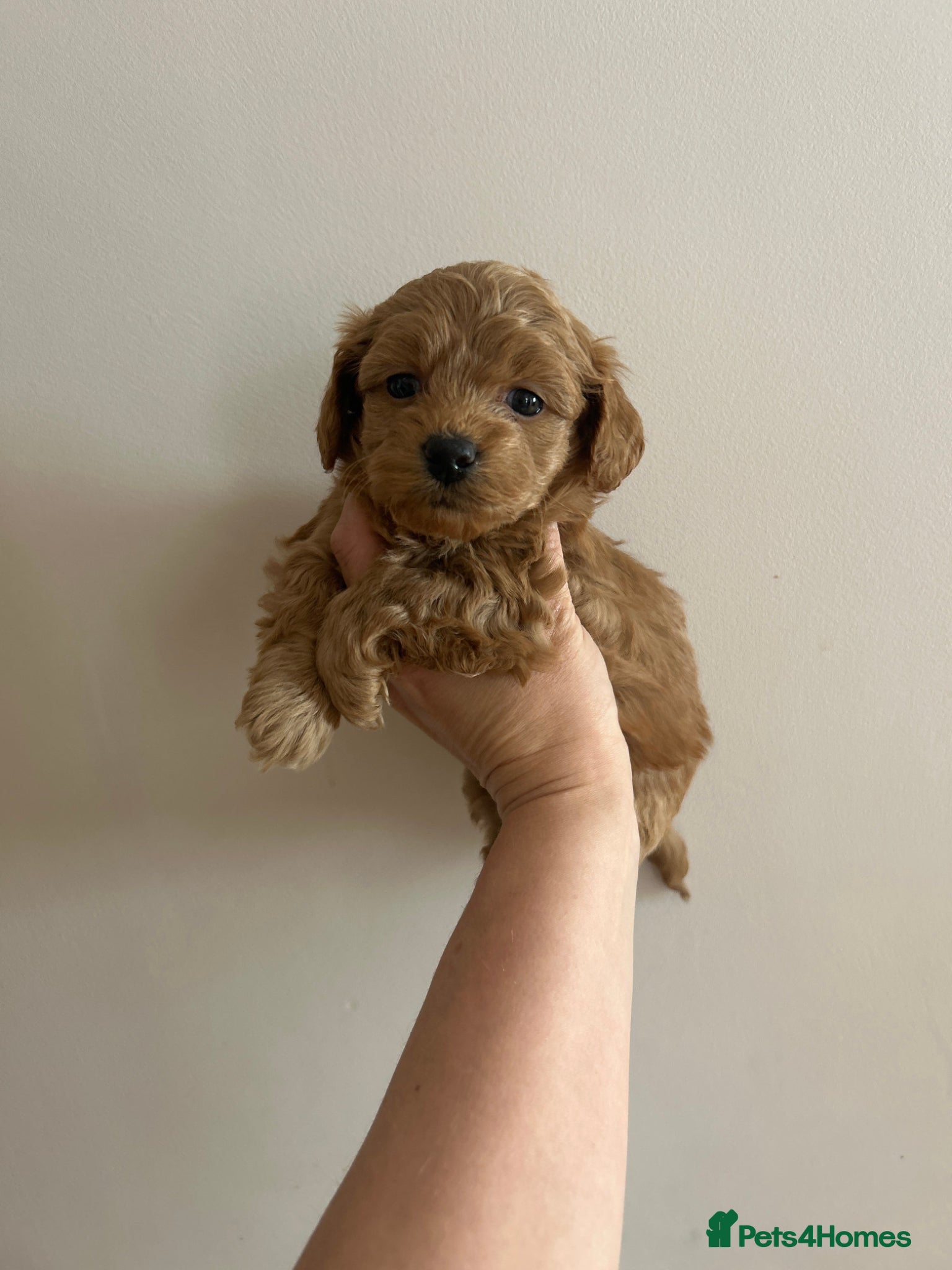 Maltipoo dogs ✨ Tiny Asian F1B Maltipoo Puppies ✨ - Advert 1