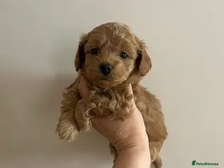 Maltipoo dogs ✨ Tiny Asian F1B Maltipoo Puppies ✨ - Advert 1
