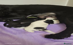 Sprocker dogs for sale: Adorable Sprocker Puppies  - Image 16
