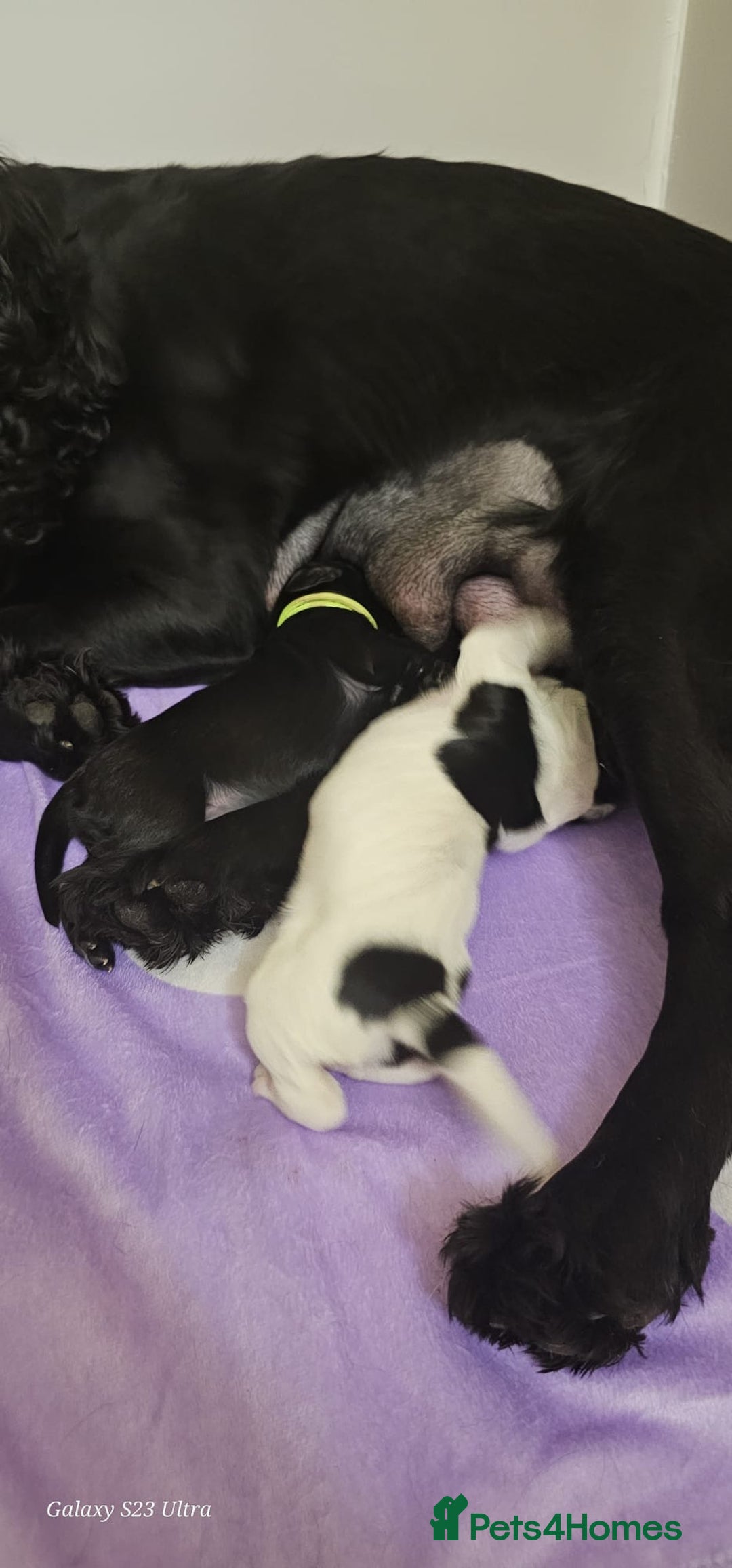 Sprocker dogs for sale: Adorable Sprocker Puppies  - Image 16