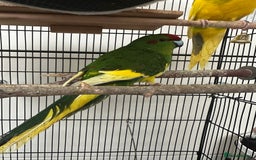 Parakeets birds for sale: 2 beautiful male and female kakarikis  - Image 6