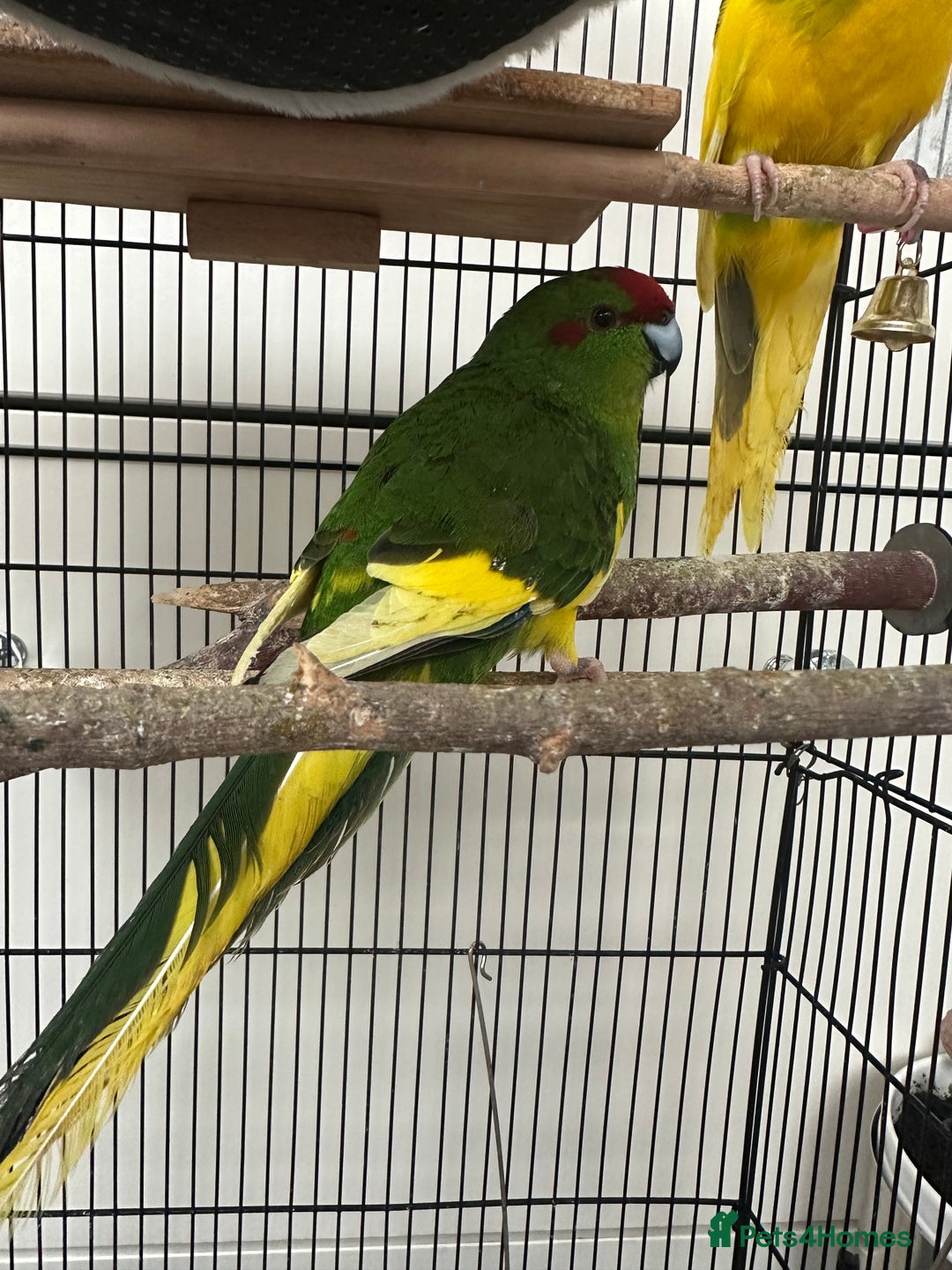 Parakeets birds for sale: 2 beautiful male and female kakarikis  - Image 6