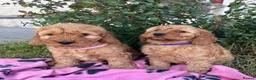 Cockapoo dogs for sale: Cockapoo puppies  - Advert 2