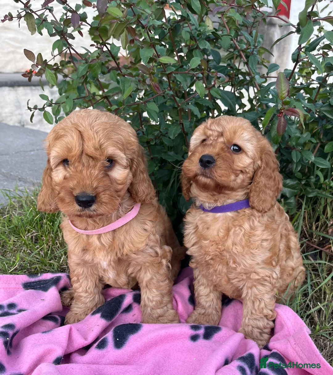 Cockapoo dogs for sale: Cockapoo puppies  - Advert 2