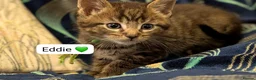Maine Coon cats for sale: Maine Coon Cross Kittens - Advert 5