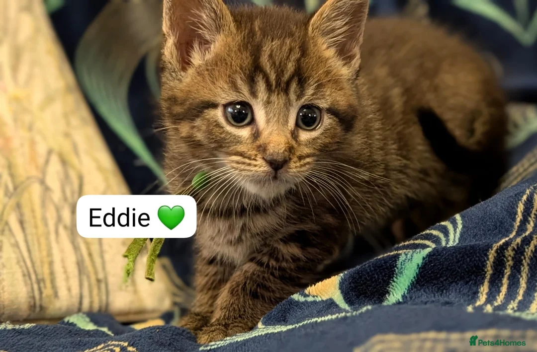 Maine Coon cats for sale: Maine Coon Cross Kittens - Advert 5