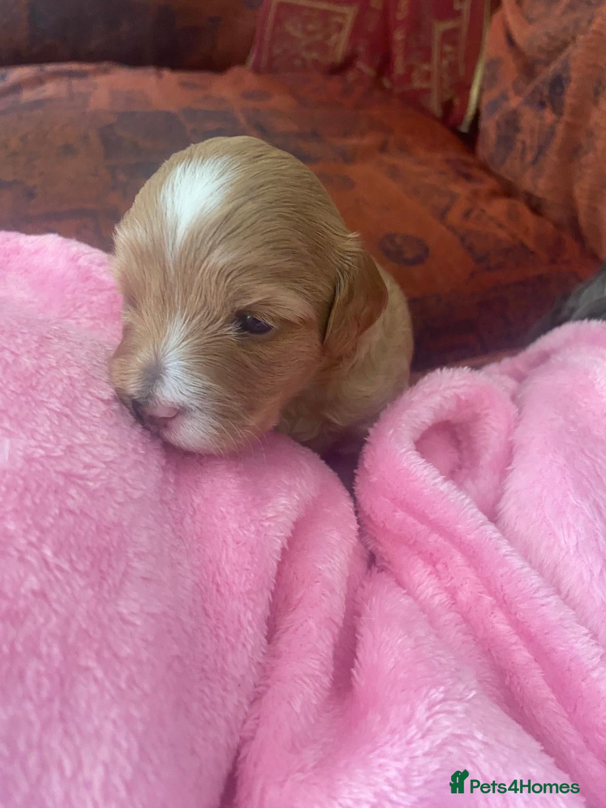 Lhasapoo dogs LHASAPOOPOO PUPPIES  - Advert 1