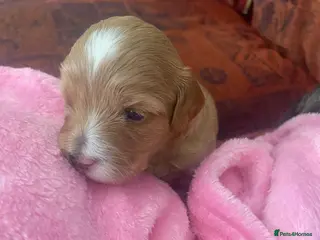 Lhasapoo dogs LHASAPOOPOO PUPPIES - Advert 4