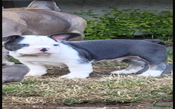 French Bulldog dogs for sale: French bulldog puppies for sale  - Image 3