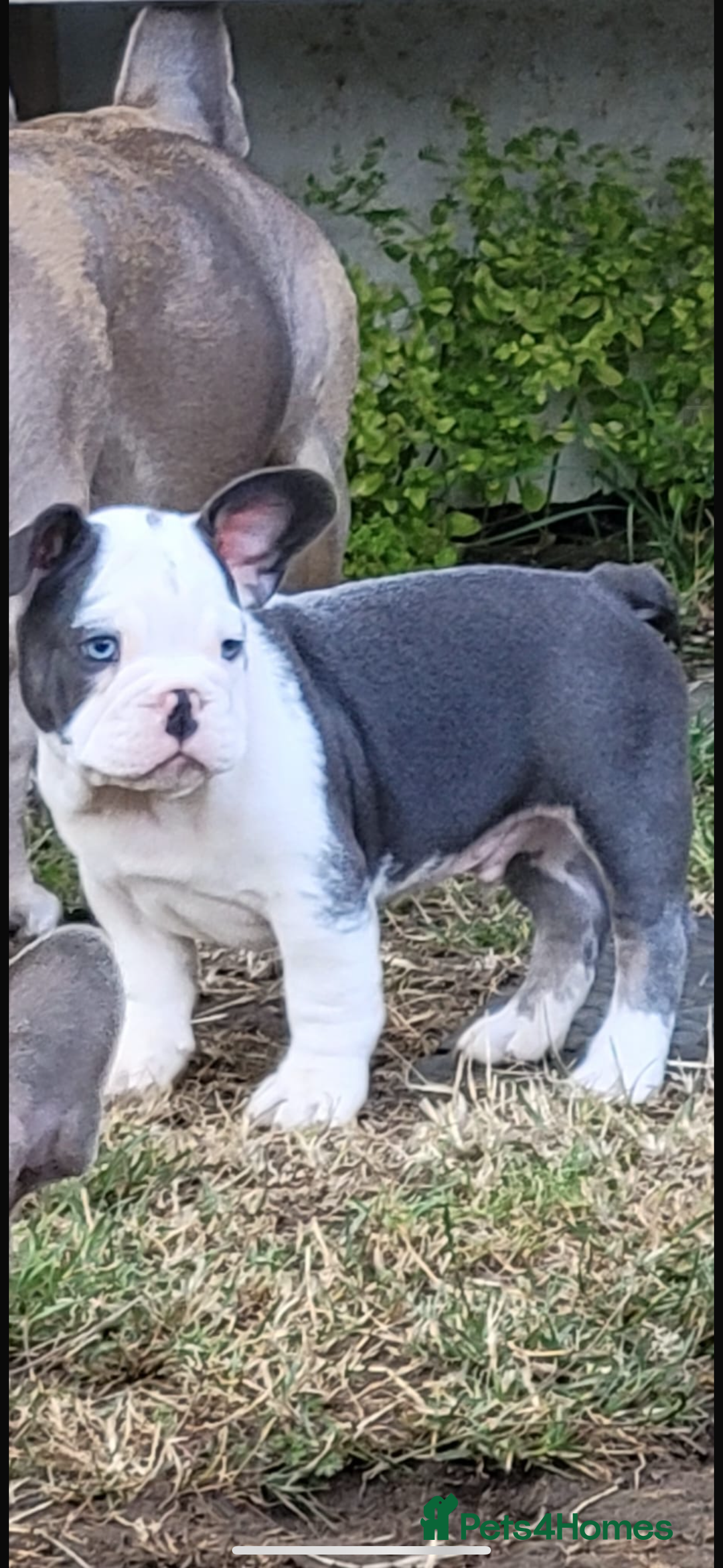 French Bulldog dogs for sale: French bulldog puppies for sale  - Image 3