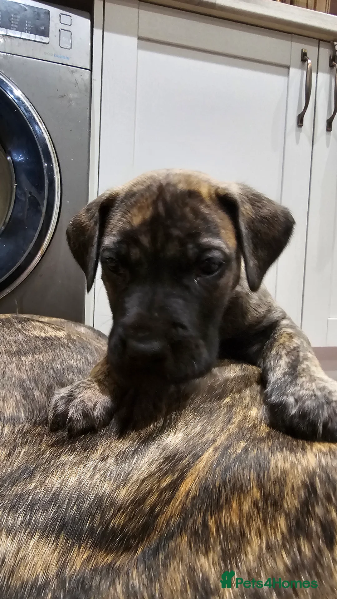 Great Dane dogs for sale: ONLY 1 LEFT Stunning Brindle Male Great Dane Pup - Advert 9