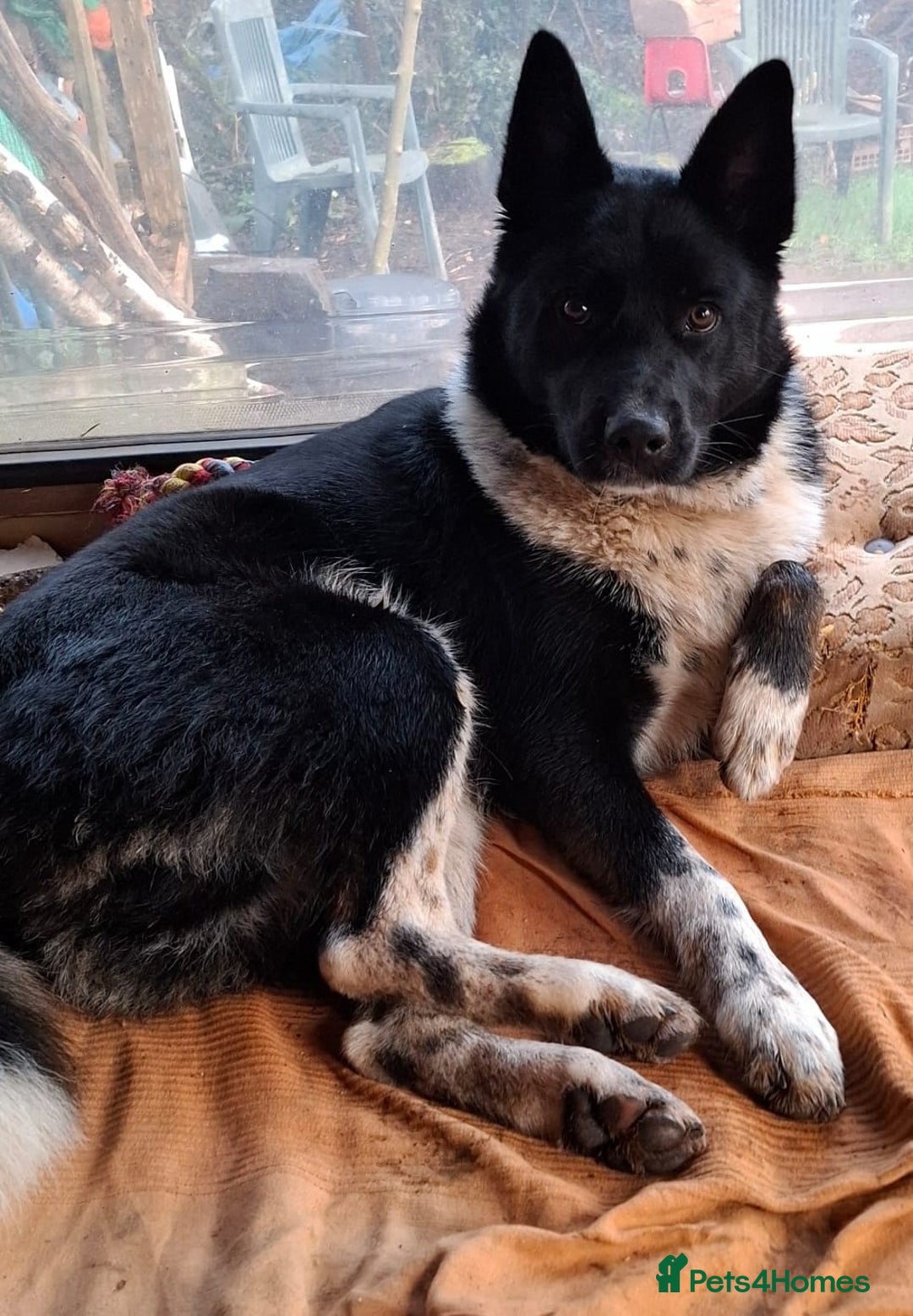 German Shepherd Akita Mix Akita German Shepherd Mix Puppy Akita