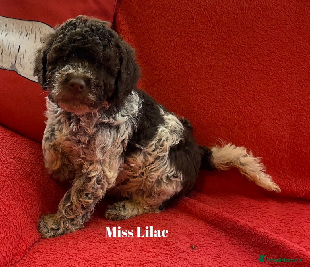 Lagotto Romagnolo dogs for sale: KC Registered Lagotto Puppies (⭐️⭐️⭐️⭐️⭐️ Breeder) - Advert 23