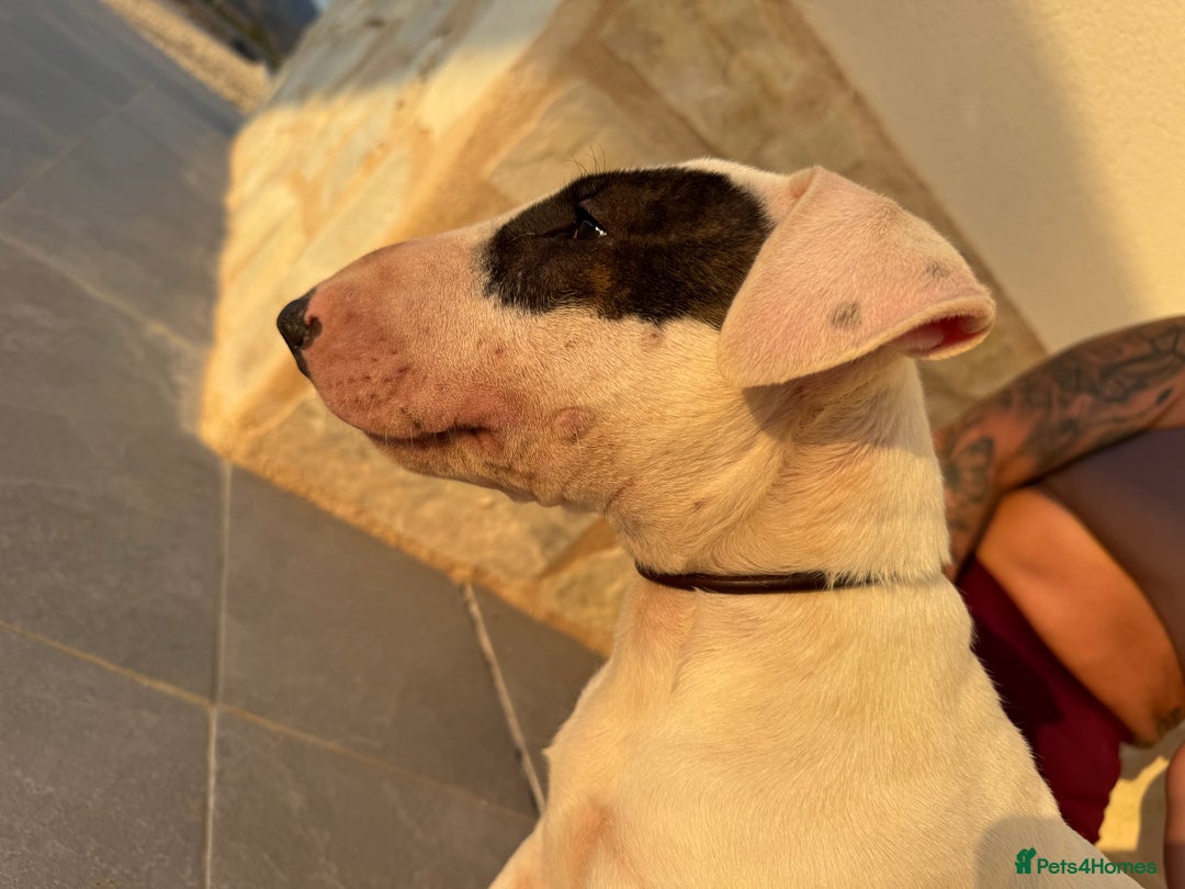 English Bull Terrier dogs for sale: Bull terrier puppies sired by uk champion  - Image 15