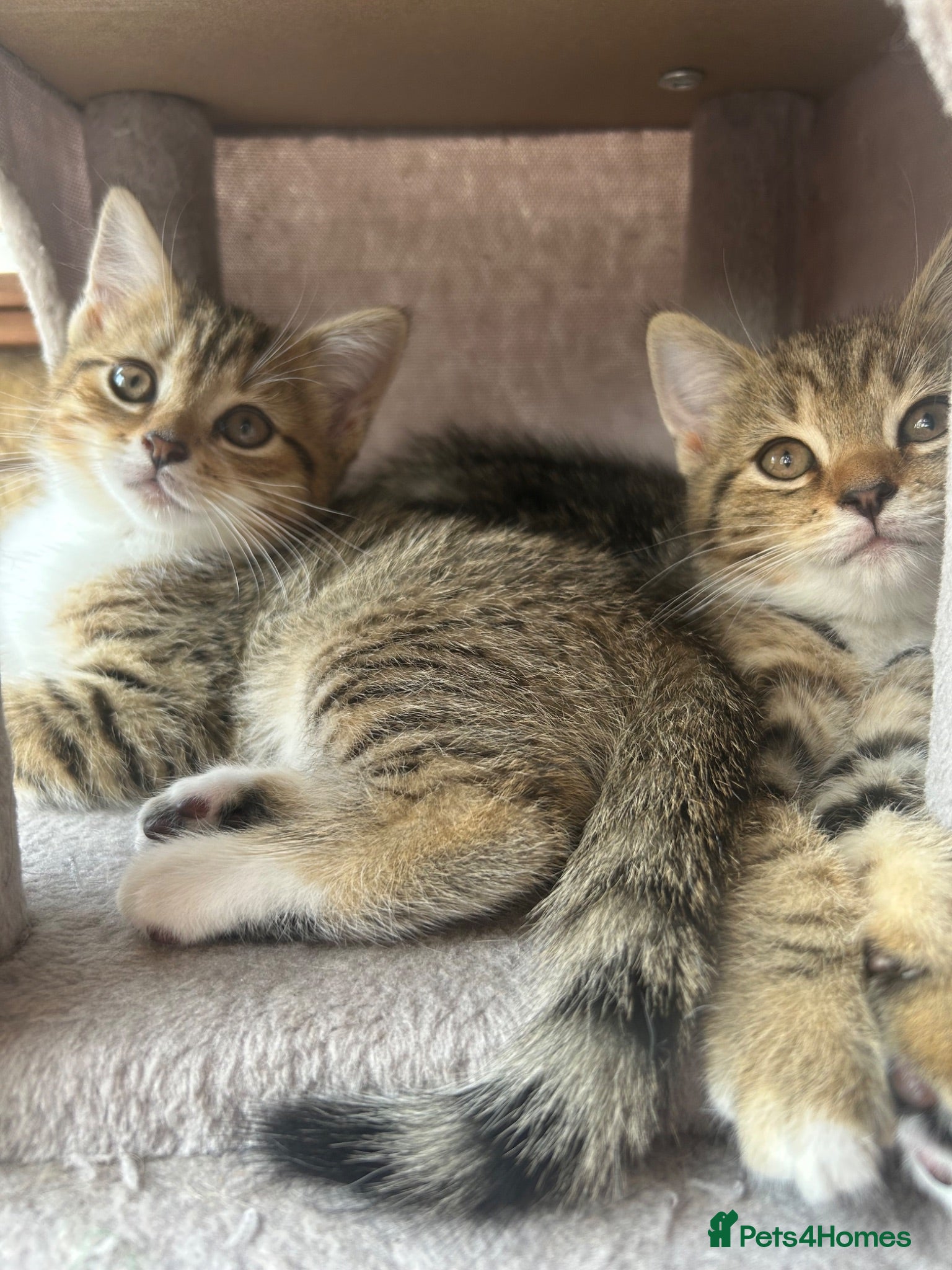 Persian cats !Ready to Leave! *3 kittens left*  - Advert 10