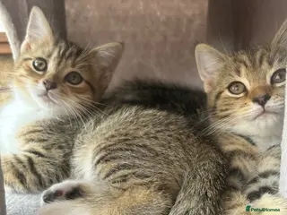 Persian cats ‼️2 girls left❗️Ready to leave 😻 - Advert 3