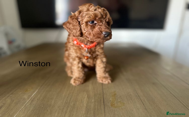 Cockapoo dogs - Advert 4