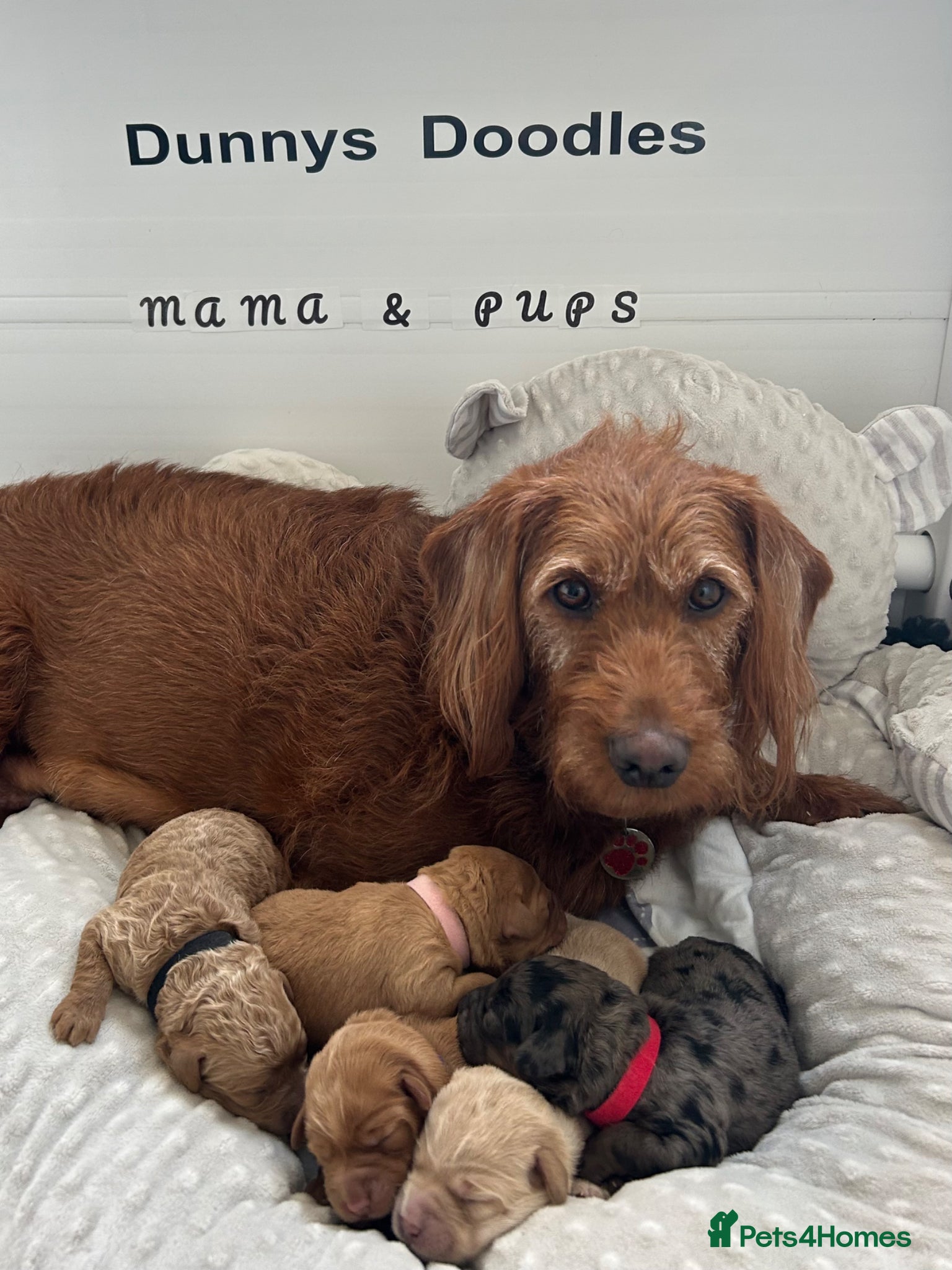 Labradoodle dogs Stunning Coloured Mini Labradoodles F1b - Advert 1