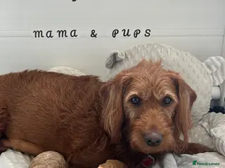 Labradoodle dogs Stunning Coloured Mini Labradoodles F1b - Advert 1