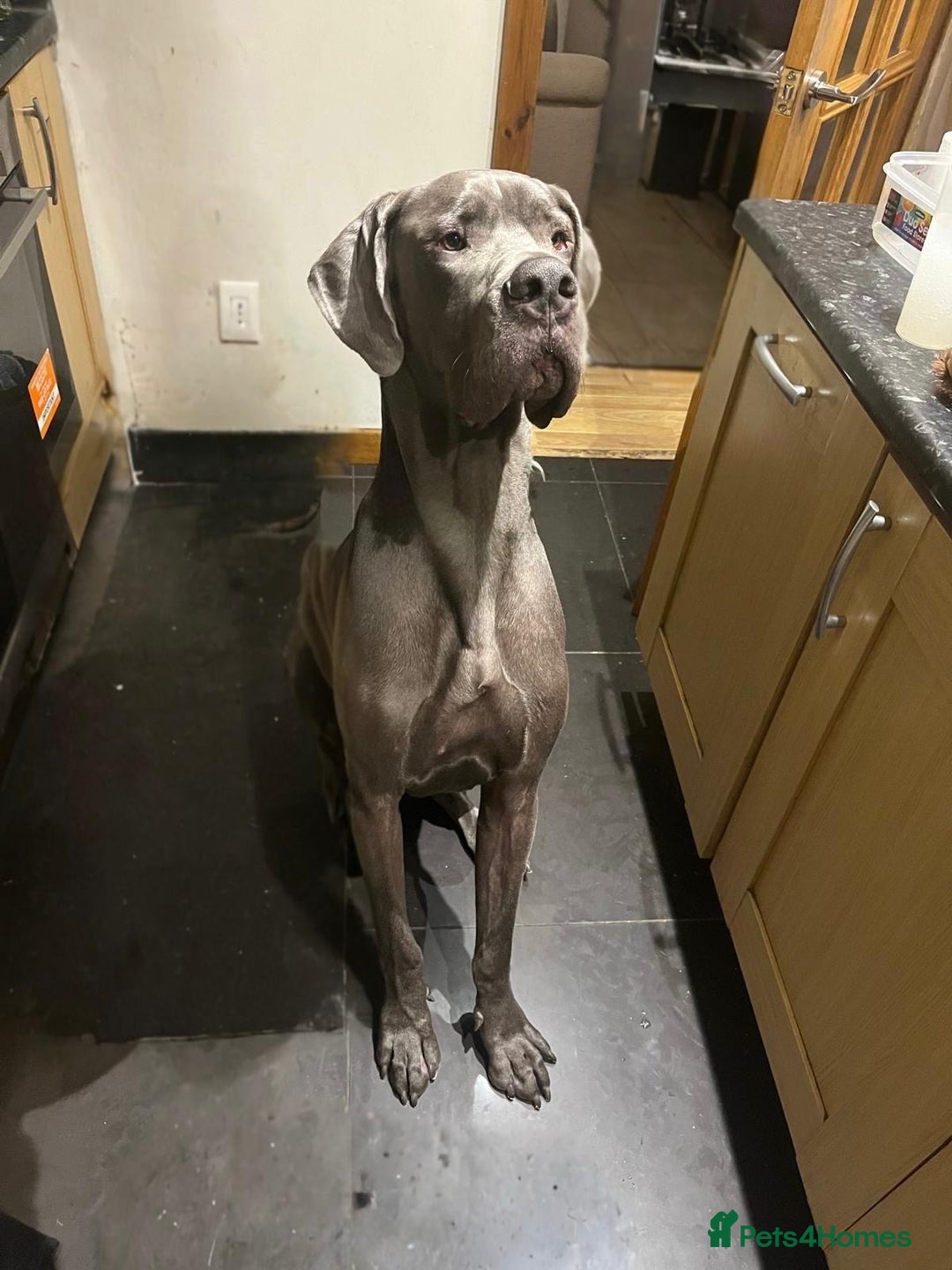 Great Dane dogs for sale: Handsome Male Great Dane - Advert 2