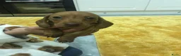 Miniature Dachshund dogs for sale: ADORABLE MINIATURE DACHSHUND PUPPIES FOR SALE  - Advert 7