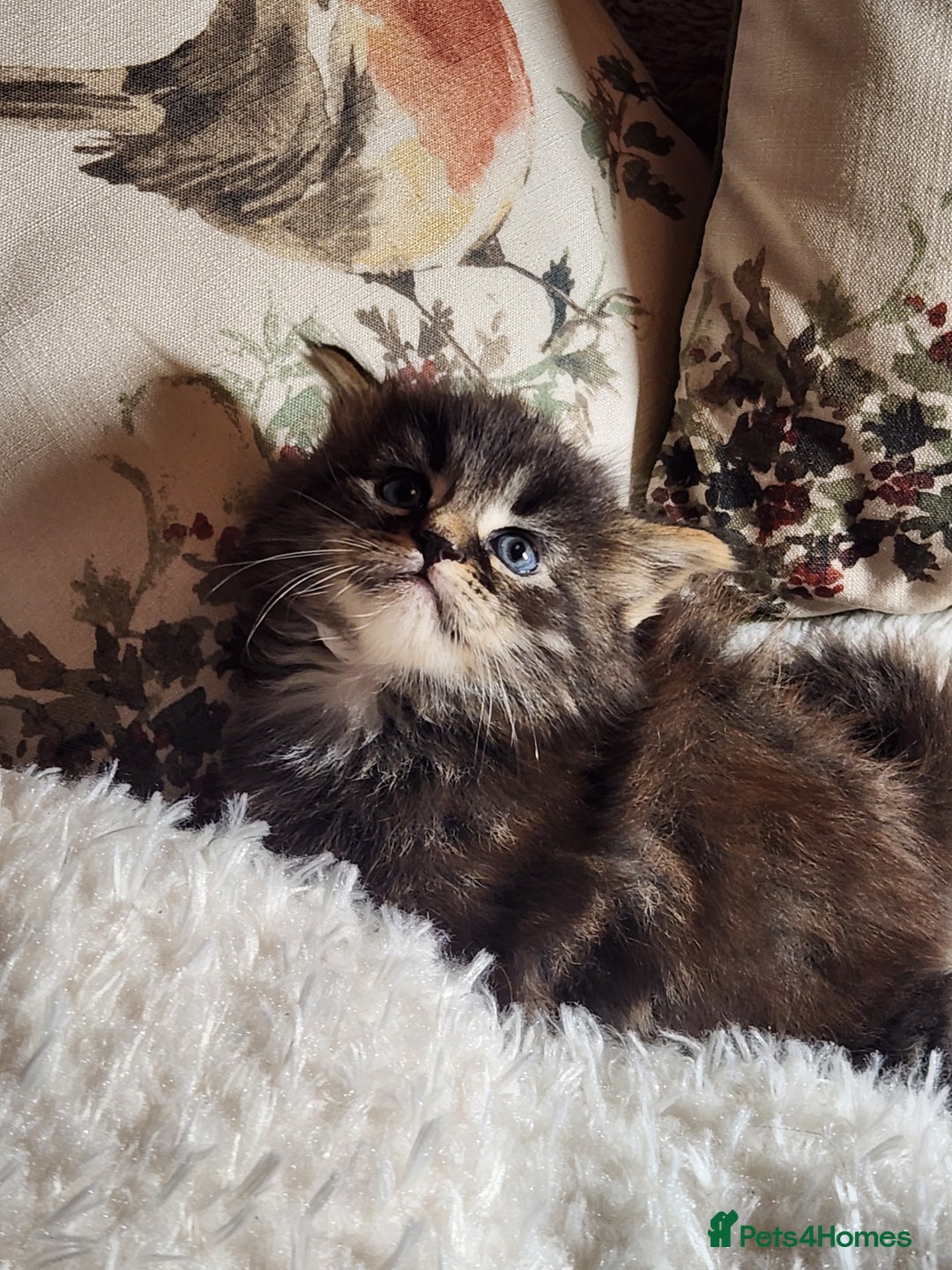 Maine Coon cats for sale:  Ready Now! Maine coon Kittens  - Advert 9