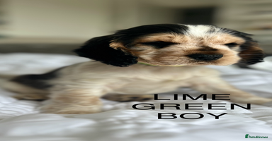 Cocker Spaniel dogs - Advert 12