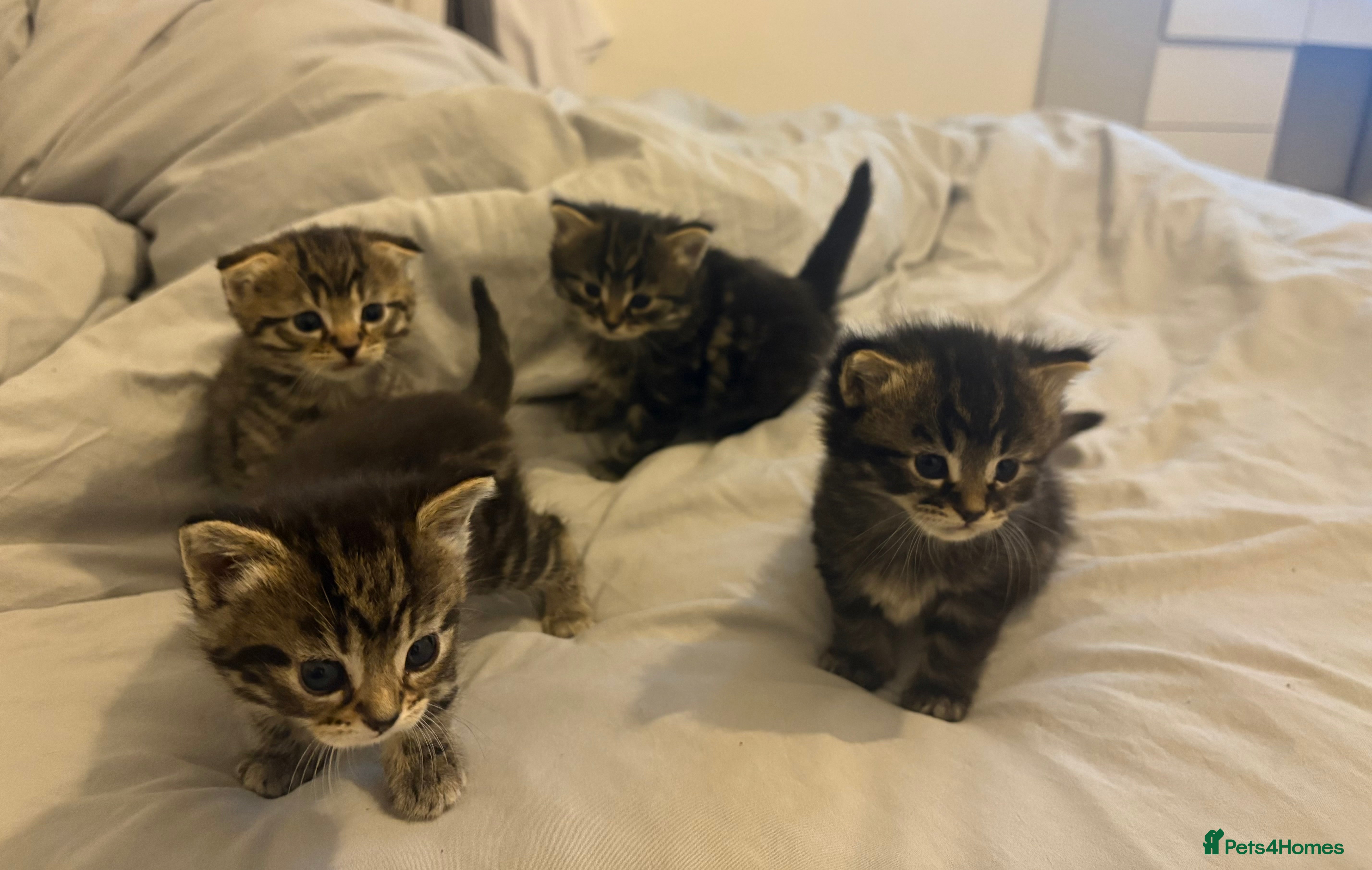 Scottish Fold cats Rare Scottish Fold - Nebelung Kittens in Liverpool - Advert 1