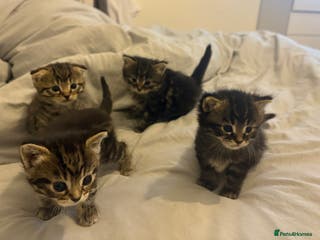 Scottish Fold cats Rare Scottish Fold - Nebelung Kittens in Liverpool - Advert 14