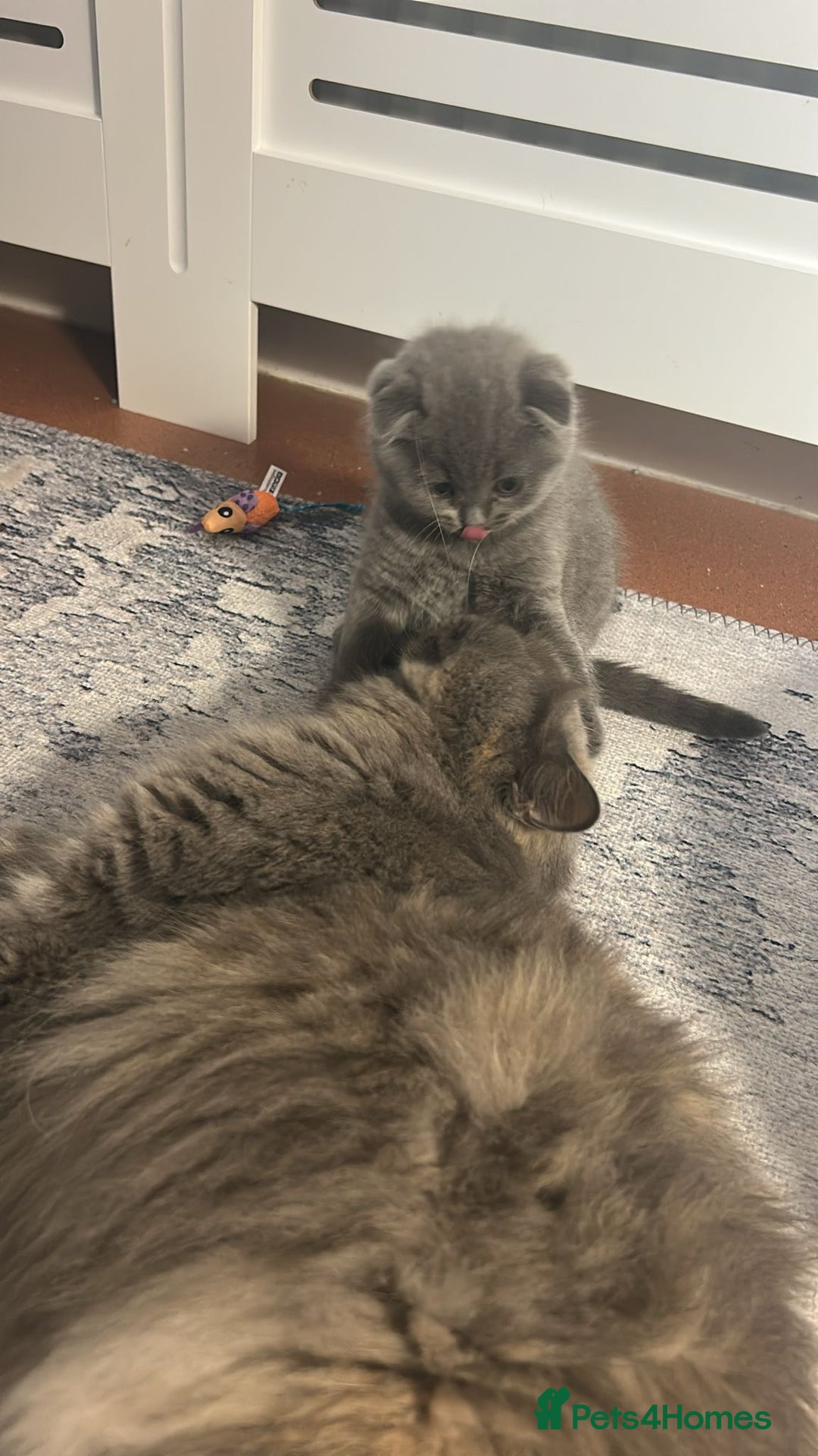 Scottish Fold cats for sale: Stunning Girl  - Advert 3