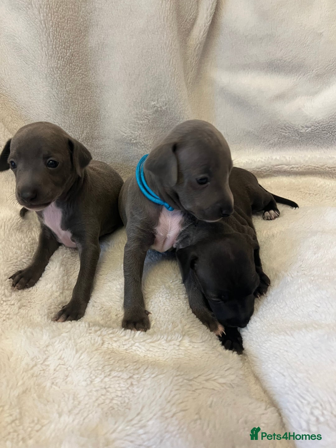 Italian Greyhound dogs for sale: Cutest ** KC Italian Greyhound’s  - Image 6