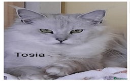 Maine Coon cats for sale: Neutered shaded Princess  - Image 1