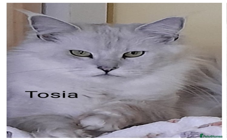 Maine Coon cats - Advert 4