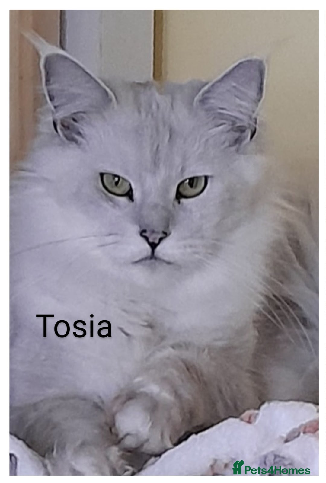 Maine Coon cats for sale: Neutered shaded Princess  - Image 1