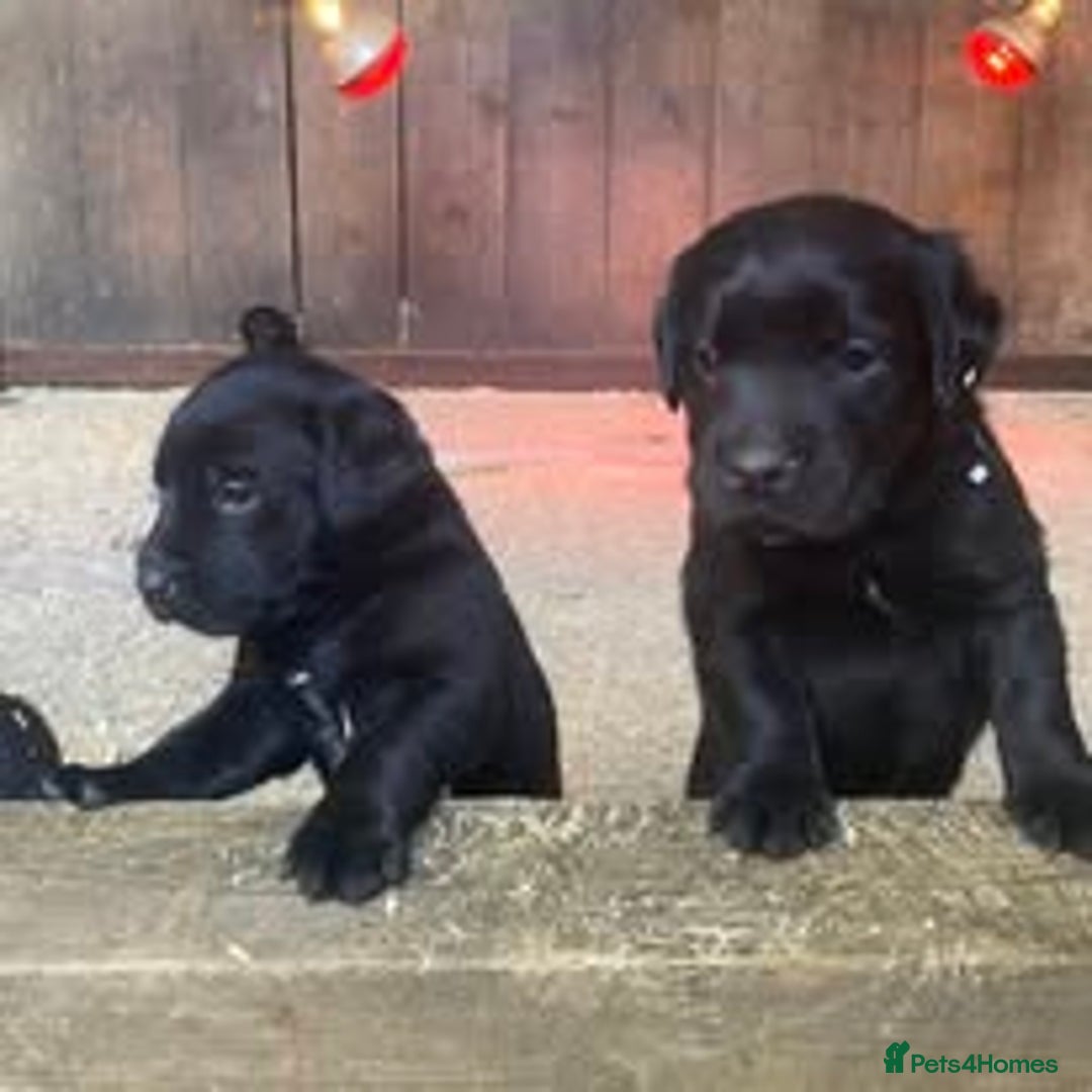 Mixed Breed dogs for sale: The Perfect Family Mid-Sized Pet - Sprocker X Rott - Image 2