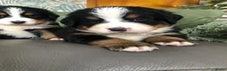Bernese Mountain Dog dogs for sale: Stunning Bernese mountain puppies - Advert 8