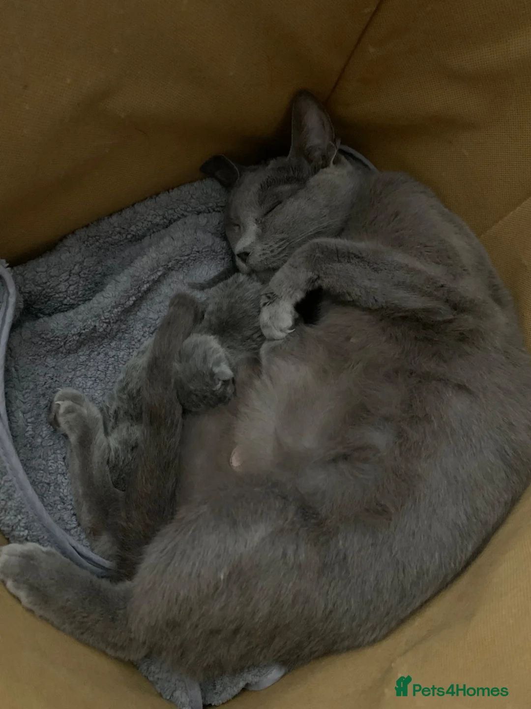 Russian Blue cats for sale: Championship and GCCF Russian blue kittens - Advert 11