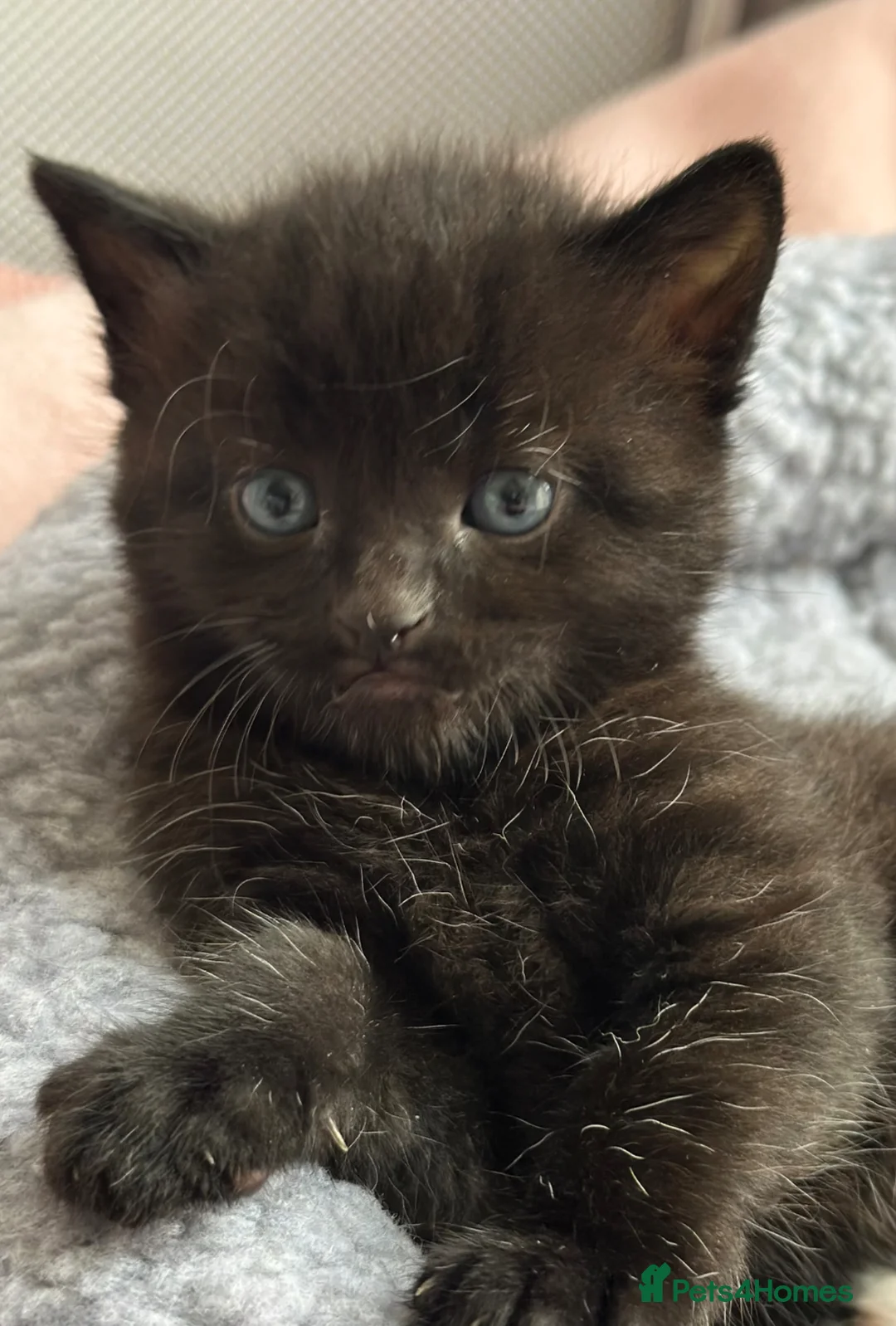 Mixed Breed cats for sale: Beautiful Affectionate Kittens - Advert 33