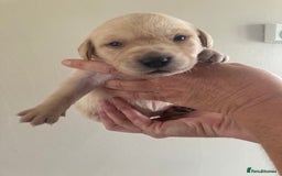 Labrador Retriever dogs for sale: LABRADOR PUPPIES - Image 14