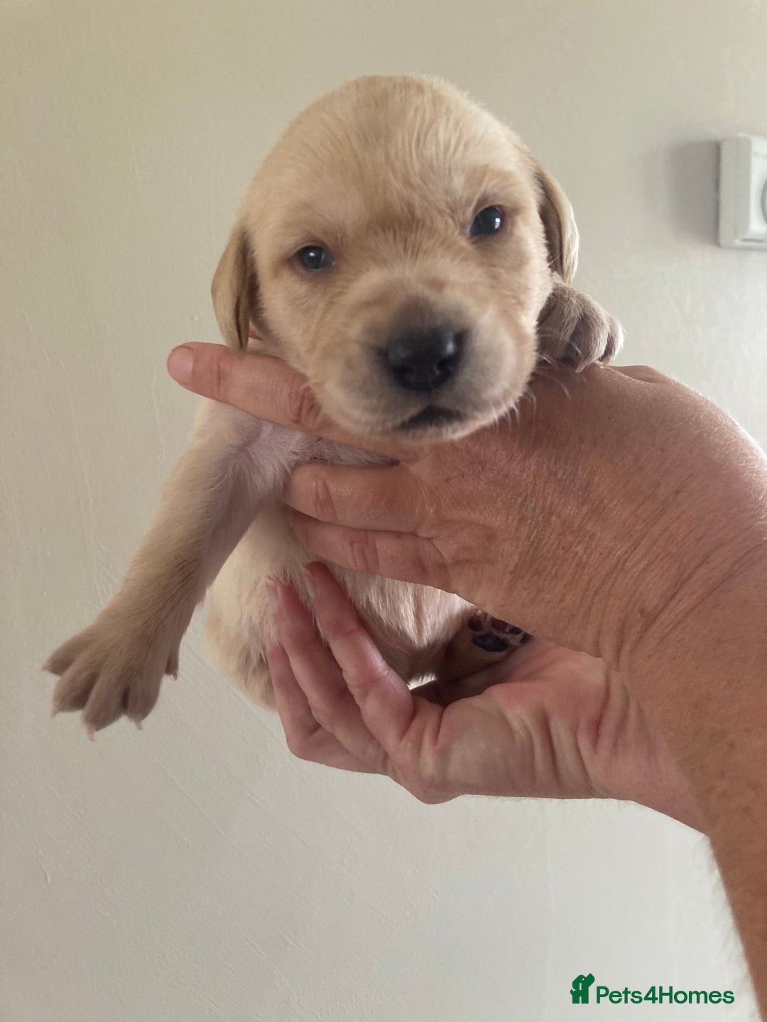 Labrador Retriever dogs for sale: LABRADOR PUPPIES - Image 14