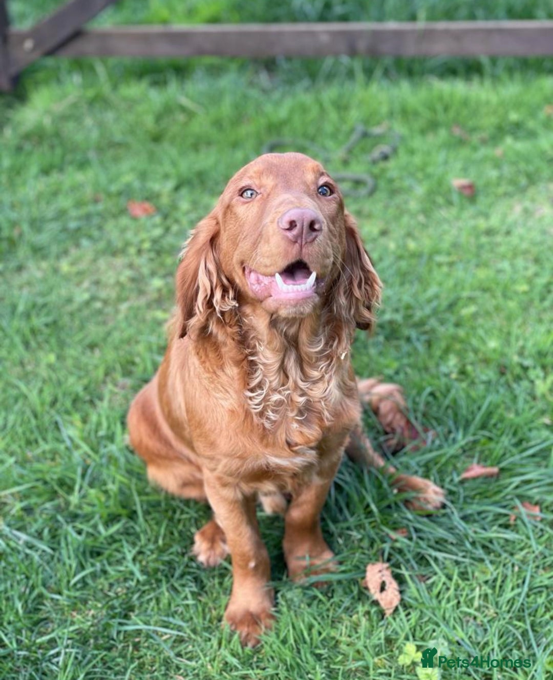 Cocker Spaniel dogs for sale: Red Cocker Spaniel Puppies Ready Now - Image 11