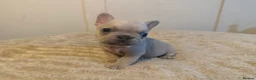 French Bulldog dogs for sale: French bulldog puppies - Advert 19