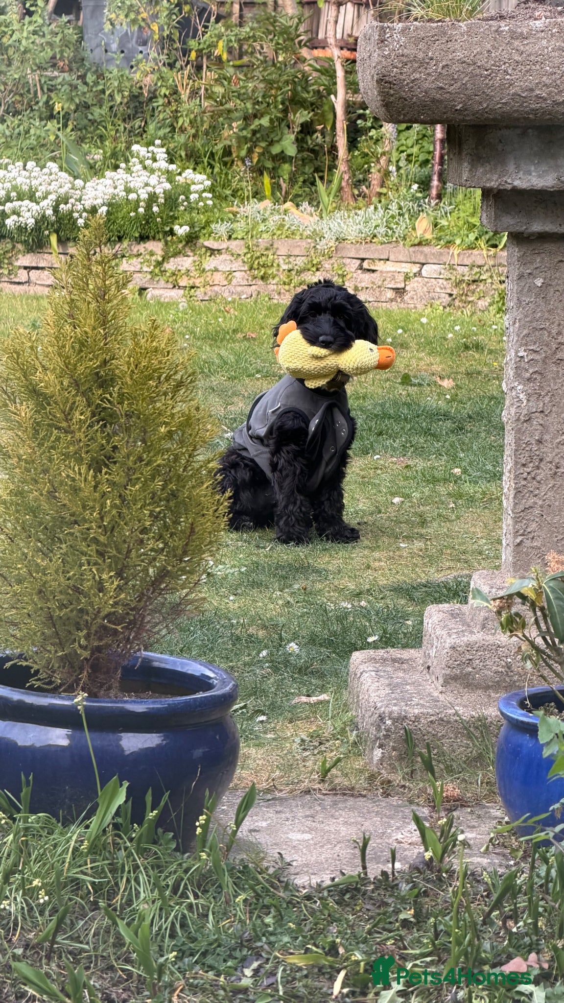 Cockapoo dogs for sale: Rehoming our lovely Macie - Advert 3